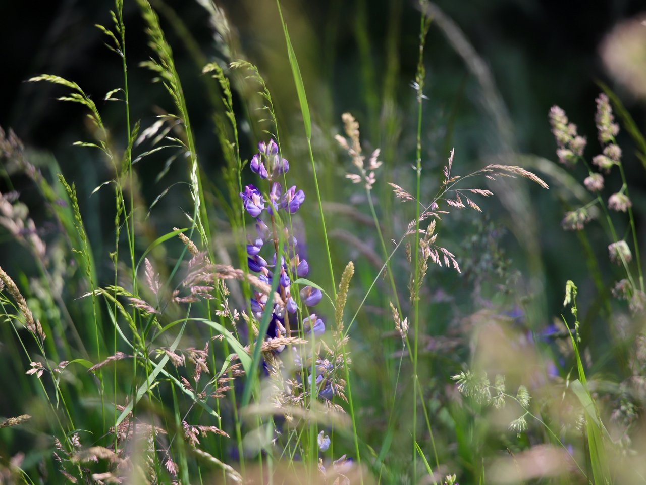 Wildkräuter auf einer Sommerwiese